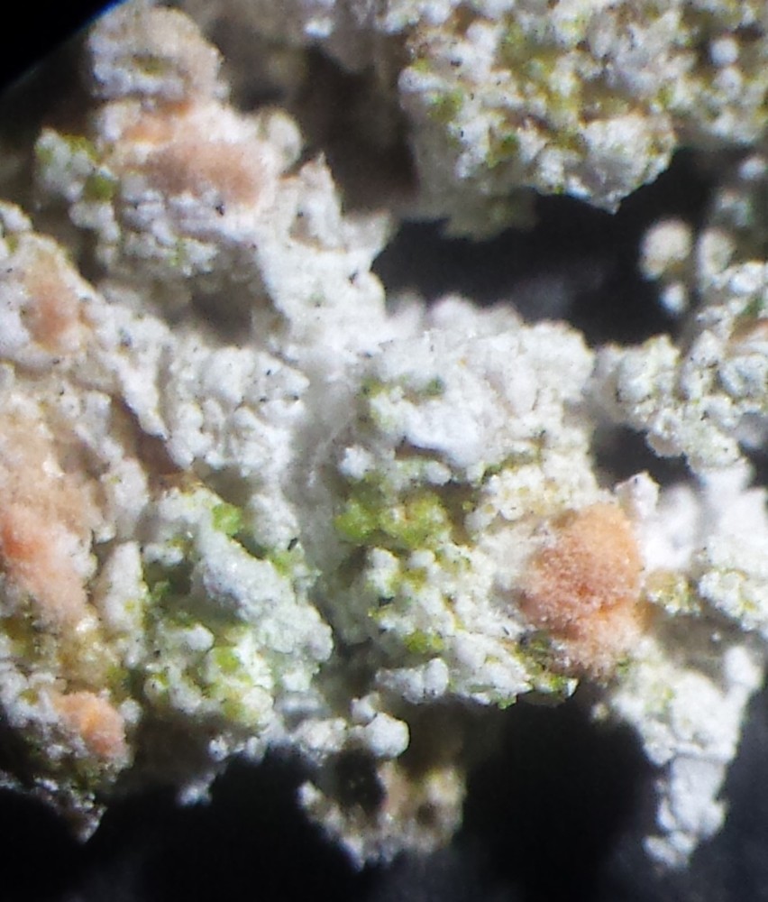 Acremonium pertusariae (door Bart Hessen)