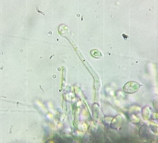 Acremonium pertusariae (door Bart Hessen)