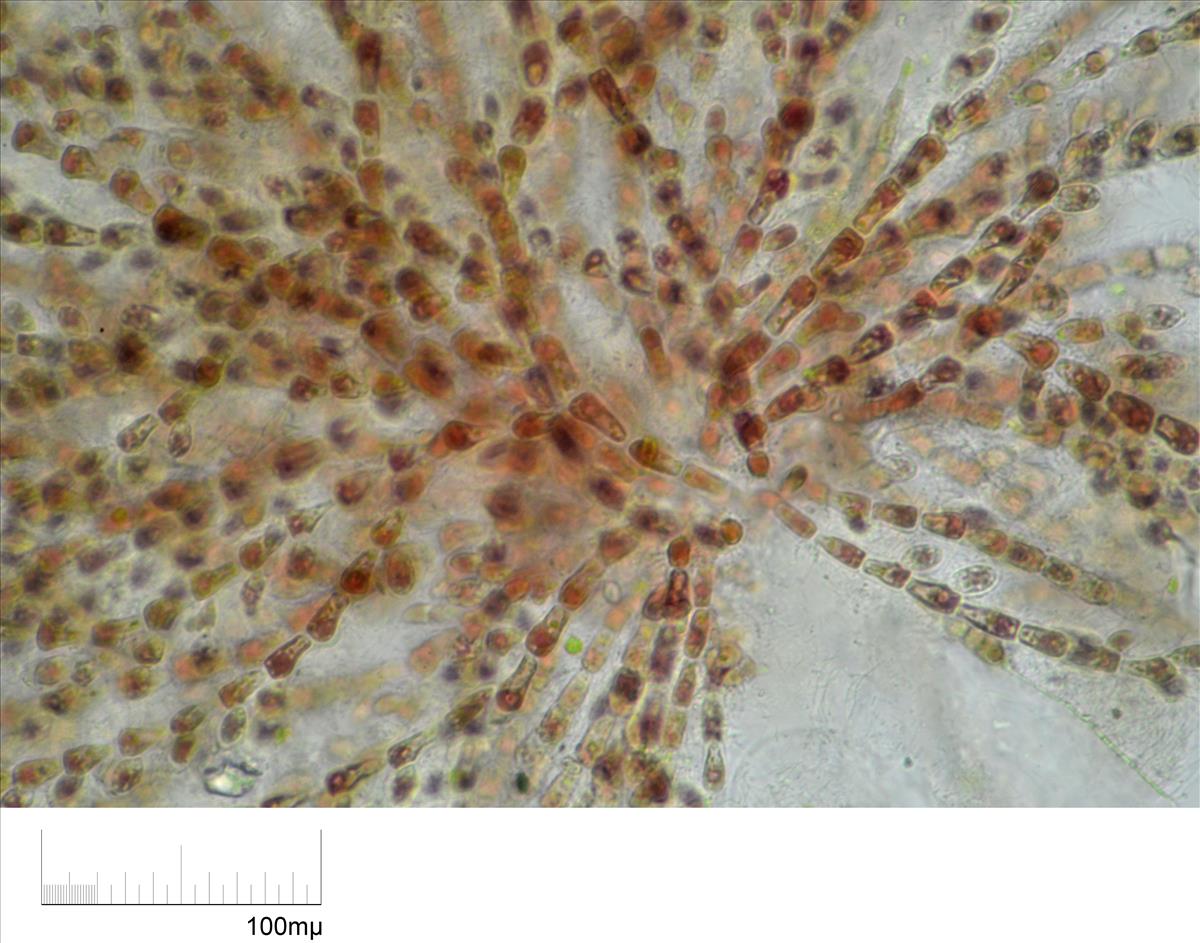 Acrochaetium densum (door Mart Karremans)