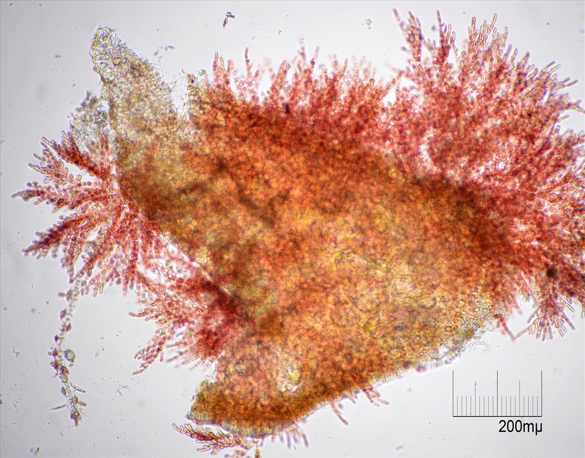 Acrochaetium secundatum (door Mart Karremans)