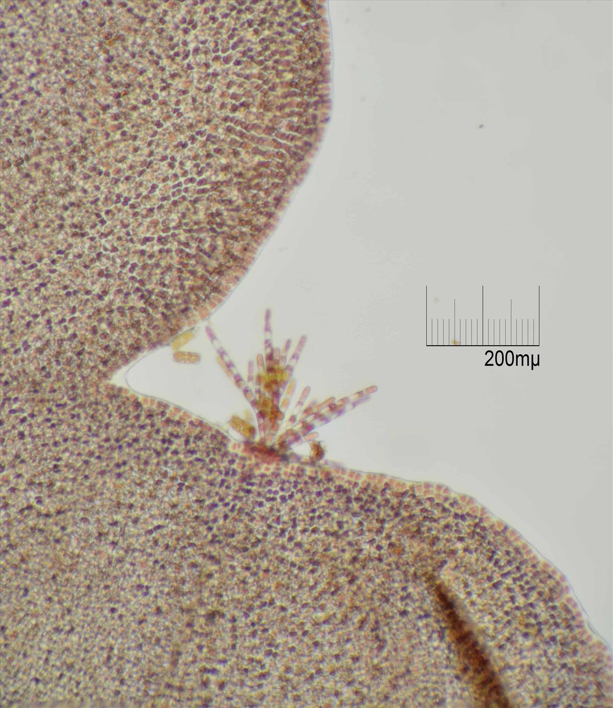 Acrochaetium secundatum (door Mart Karremans)