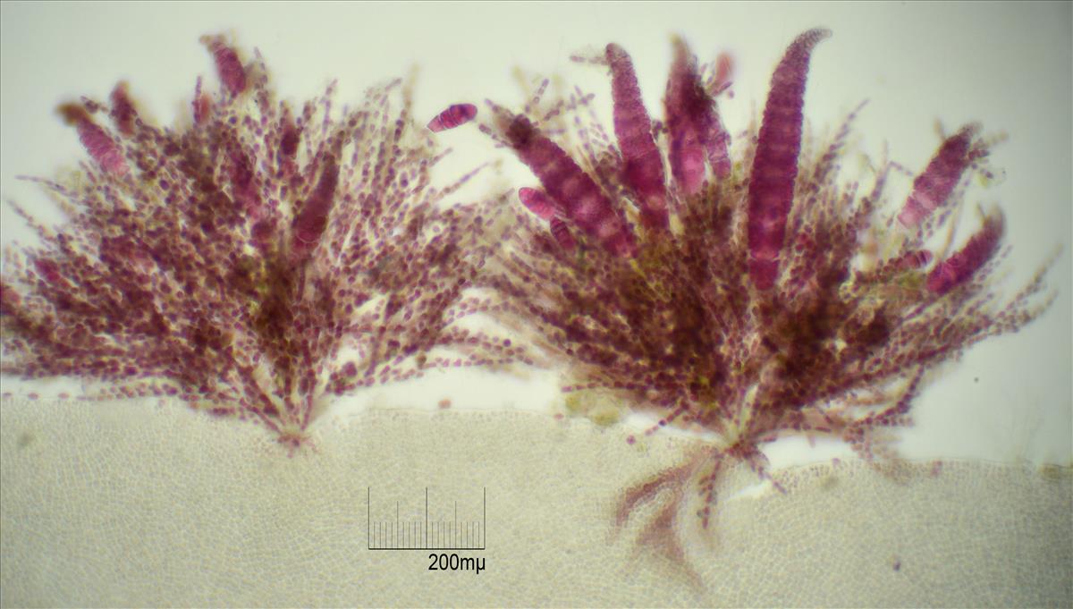 Acrochaetium secundatum (door Mart Karremans)