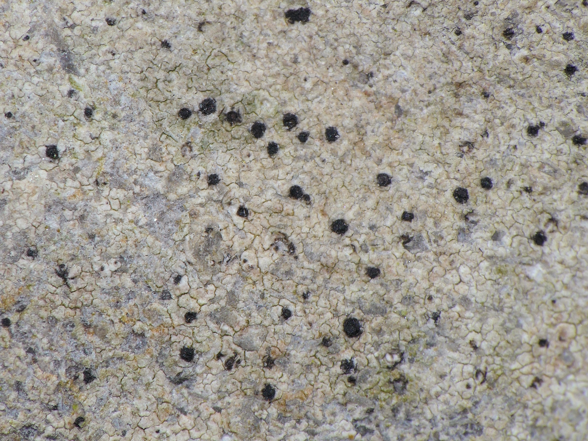 Acrocordia conoidea (door Henk-Jan van der Kolk)