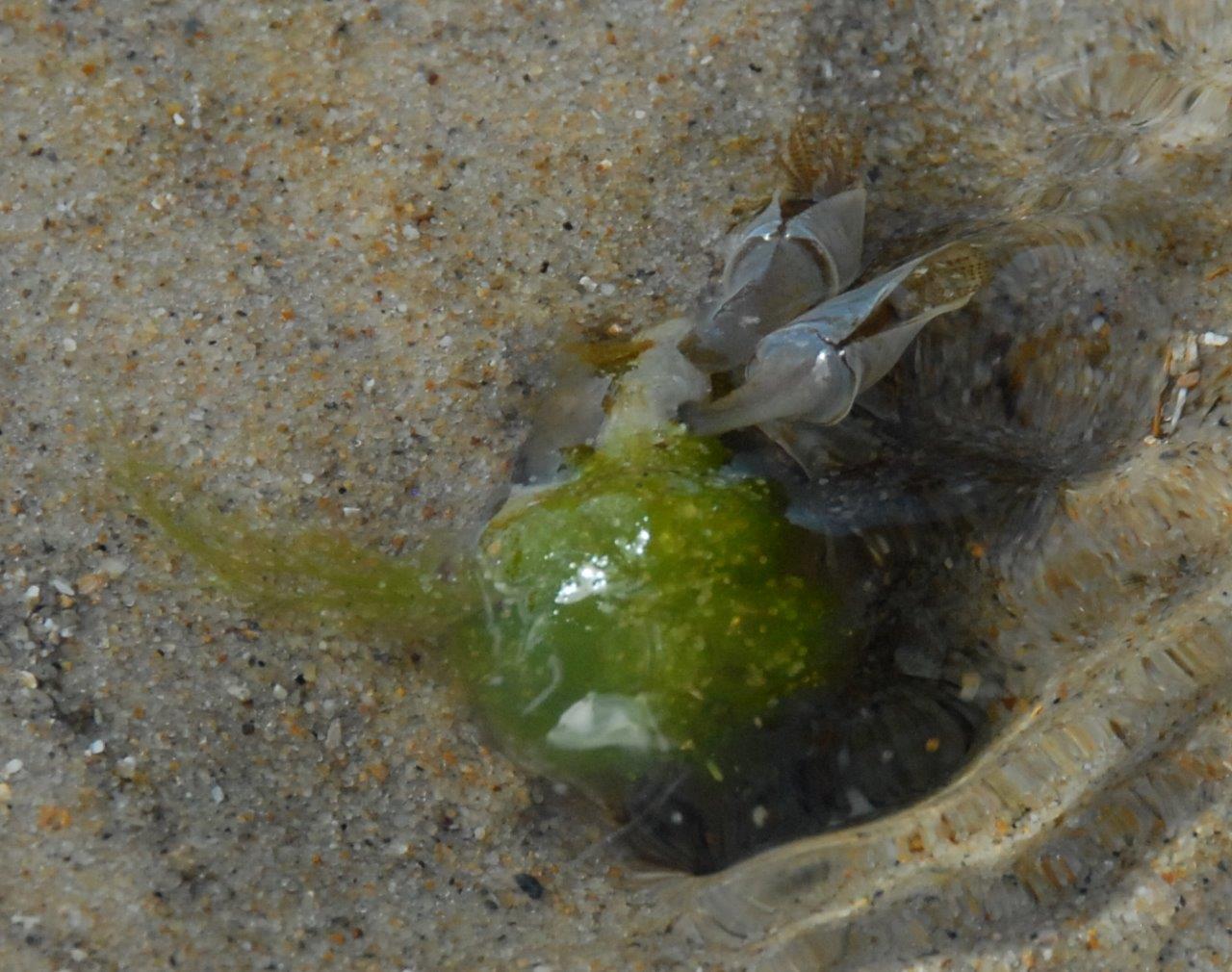 Acrosiphonia arcta (door Mart Karremans)