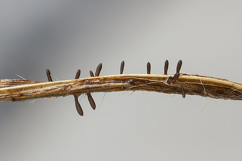 Acrospermum graminum (door Nico Dam)