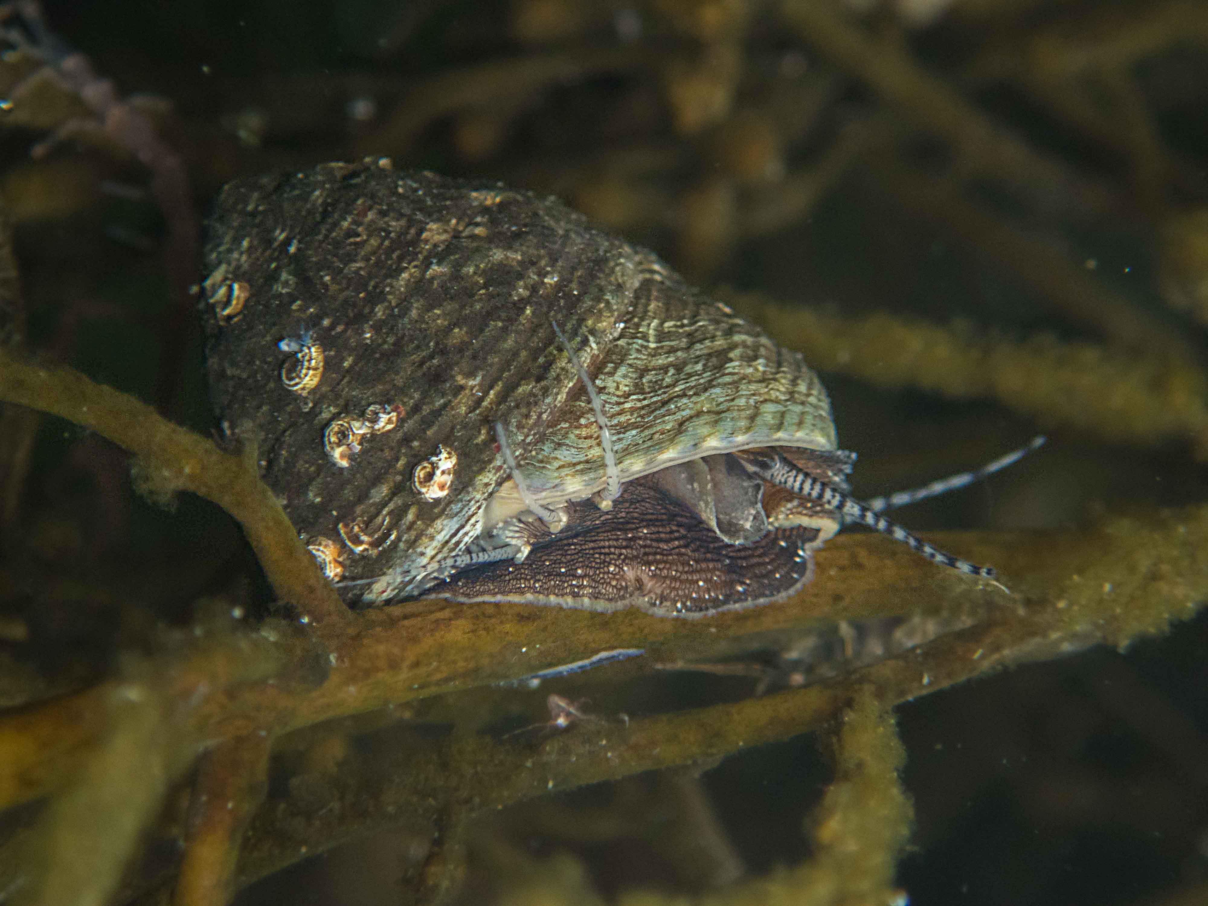 Gibbula cineraria (door Ad Aleman)