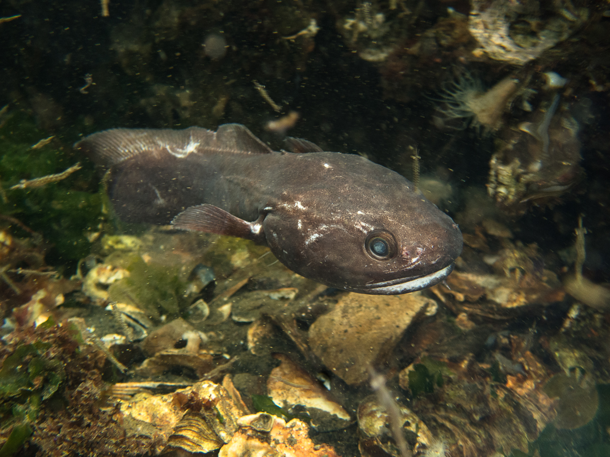 Raniceps raninus (door Ad Aleman)