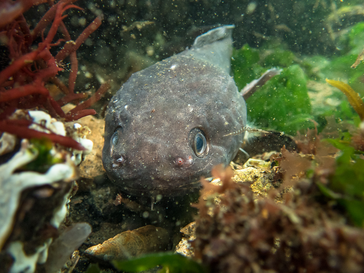 Raniceps raninus (door Ad Aleman)