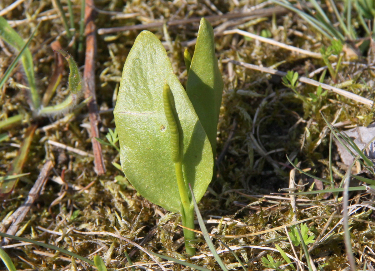 Ophioglossum vulgatum (door Peter Meininger)