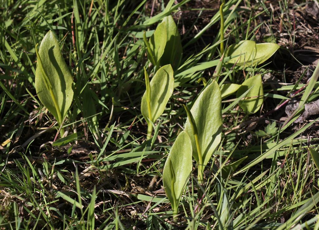 Ophioglossum vulgatum (door Peter Meininger)