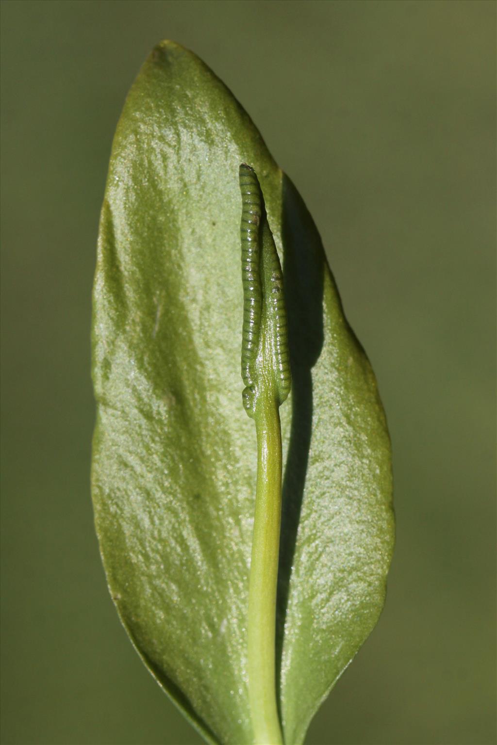 Ophioglossum vulgatum (door Peter Meininger)