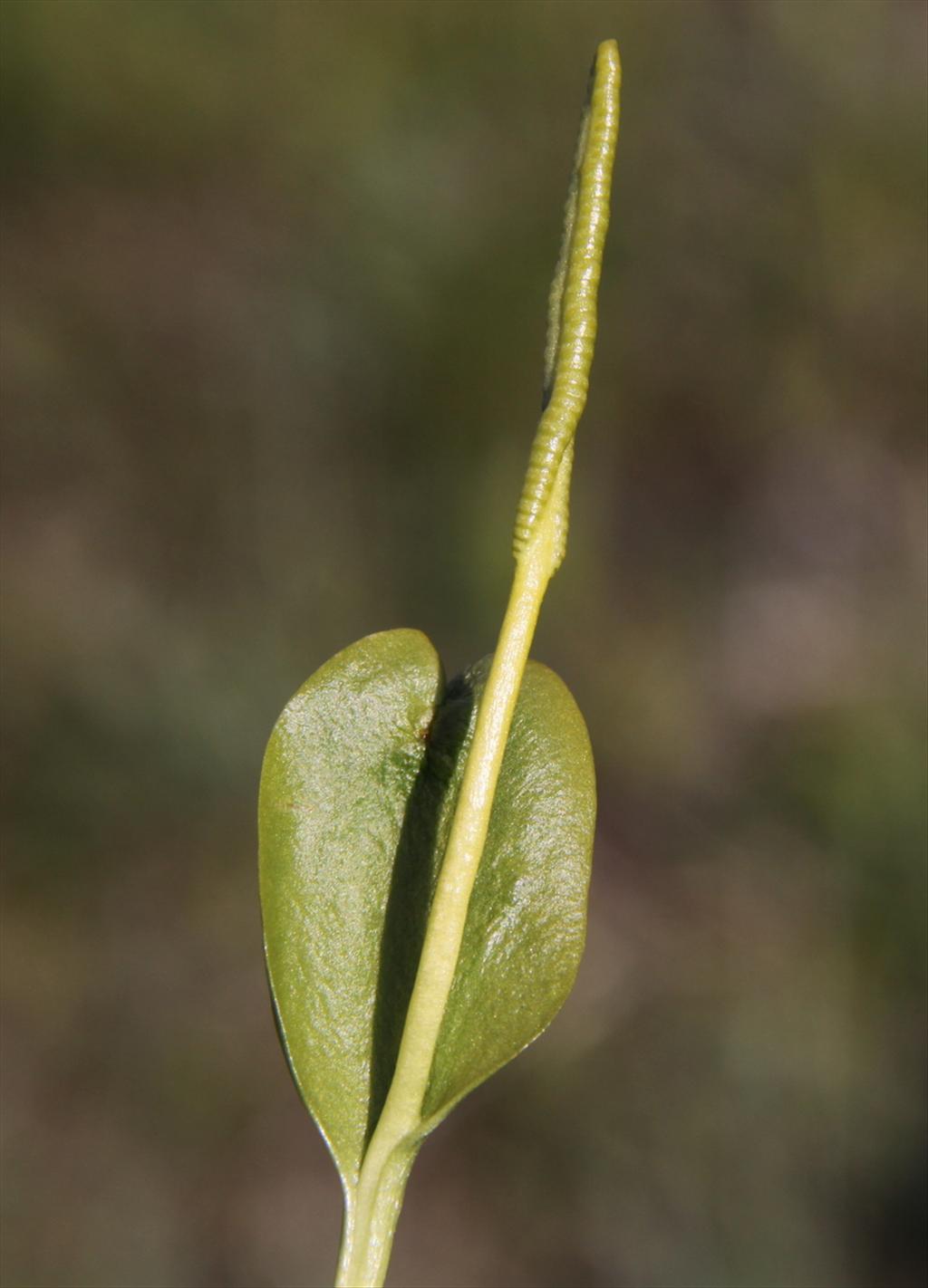 Ophioglossum vulgatum (door Peter Meininger)