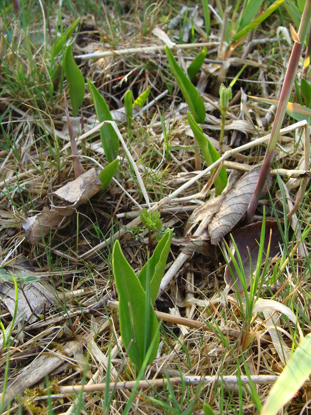 Ophioglossum vulgatum (door Jakob Hanenburg)