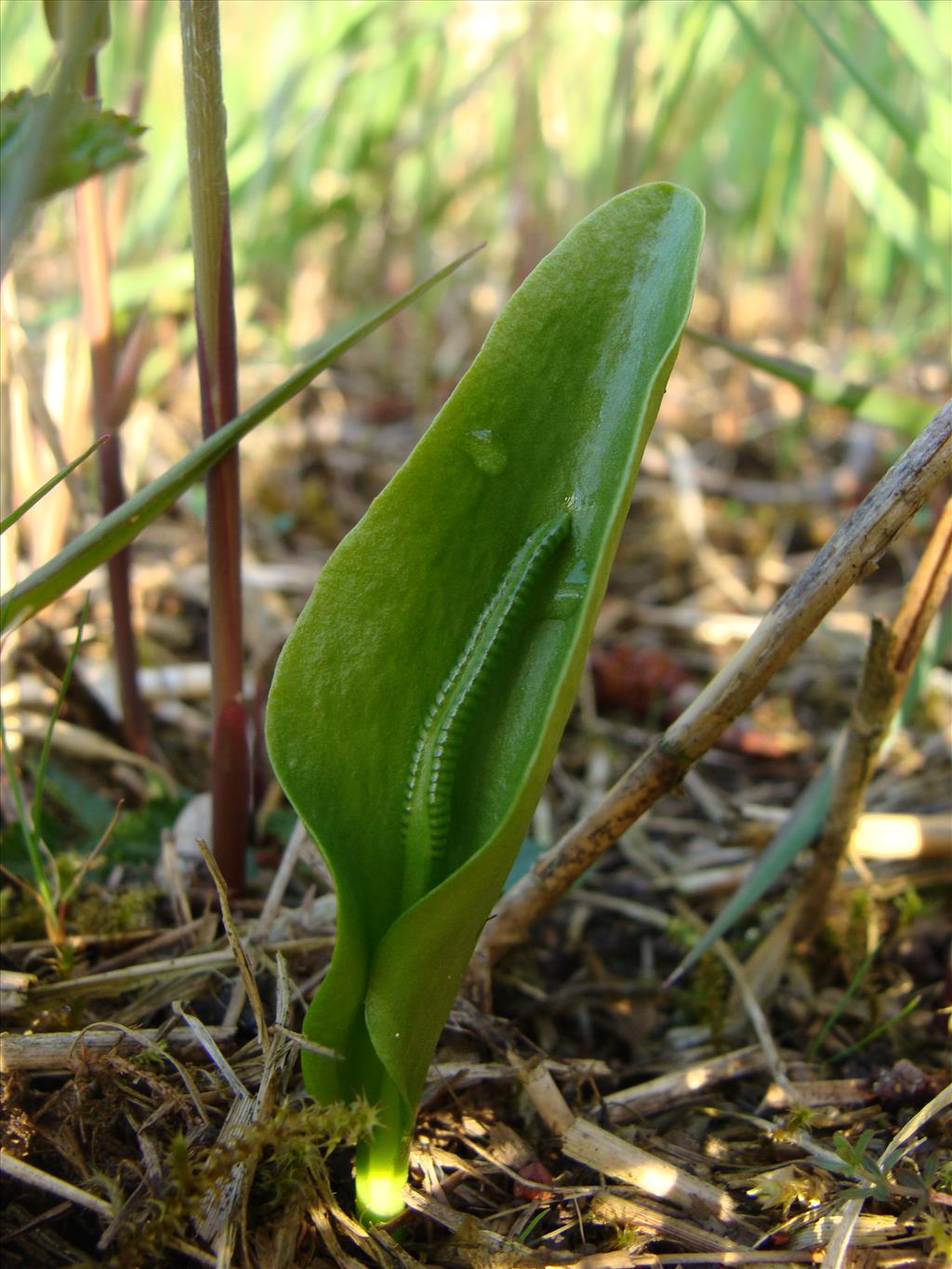 Ophioglossum vulgatum (door Jakob Hanenburg)