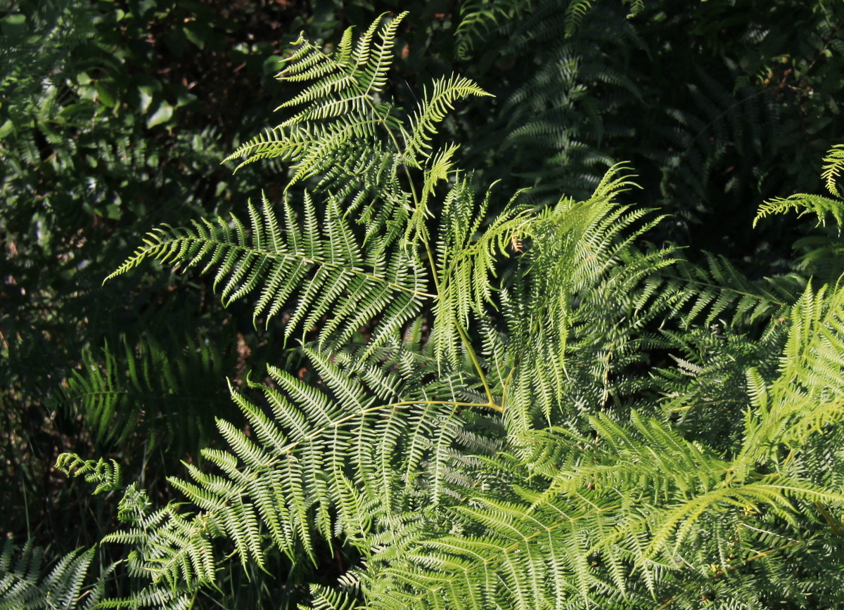 Pteridium aquilinum (door Peter Meininger)