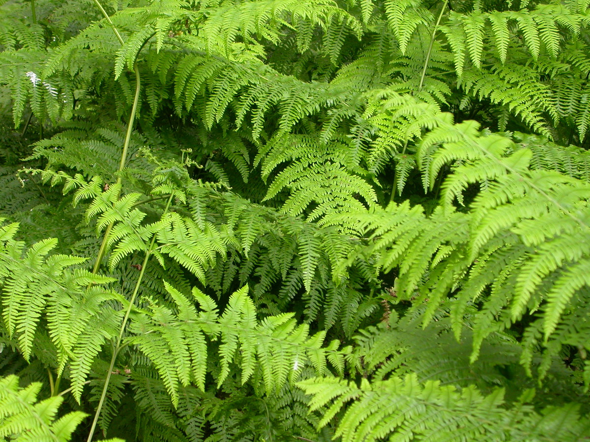 Pteridium aquilinum (door Peter Meininger)