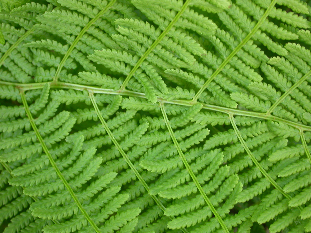 Pteridium aquilinum (door Peter Meininger)