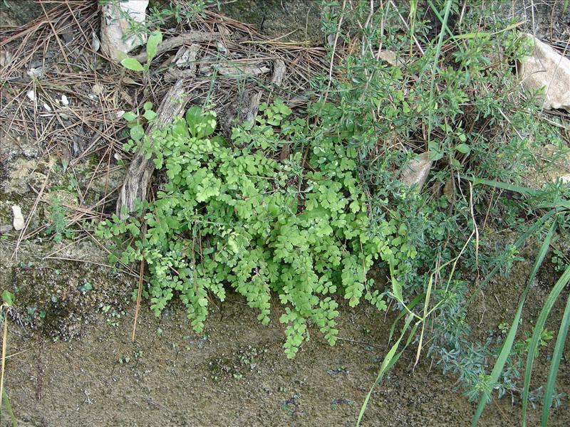 Adiantum capillus-veneris (door Adrie van Heerden)