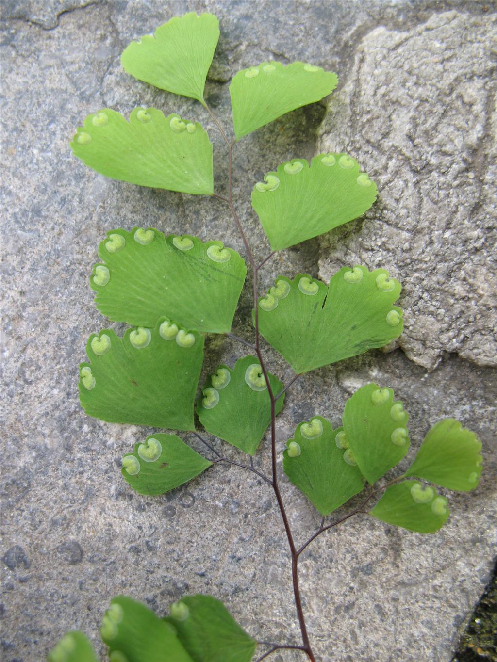 Adiantum raddianum (door Rutger Barendse)