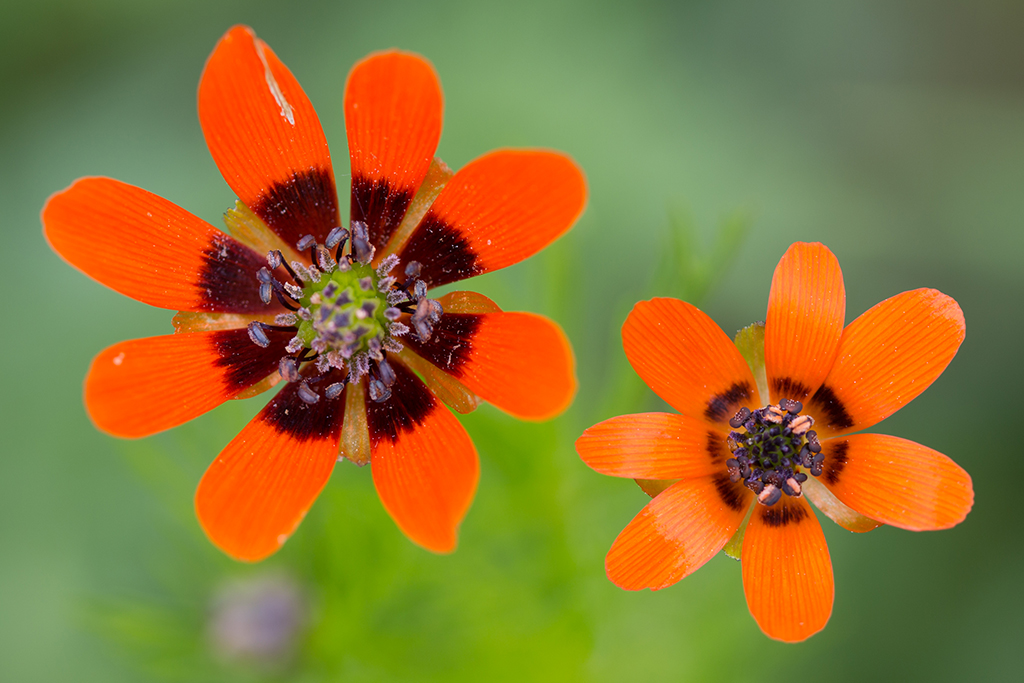 Adonis aestivalis (door Bert Blok)