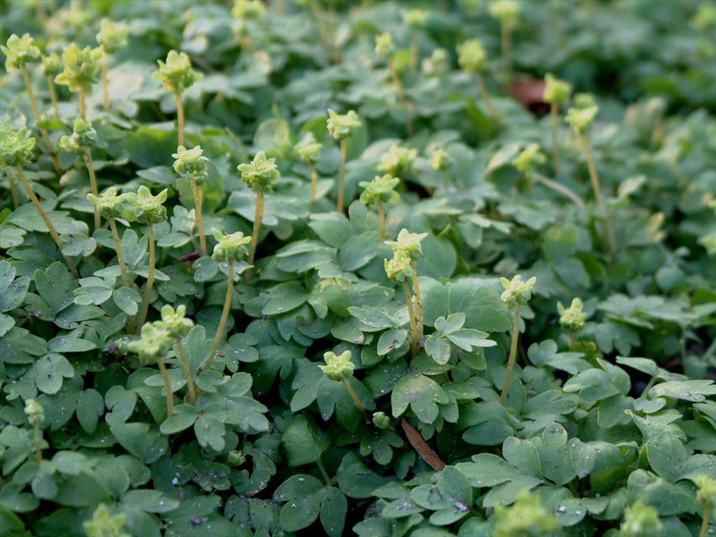 Adoxa moschatellina (door Adrie van Heerden)