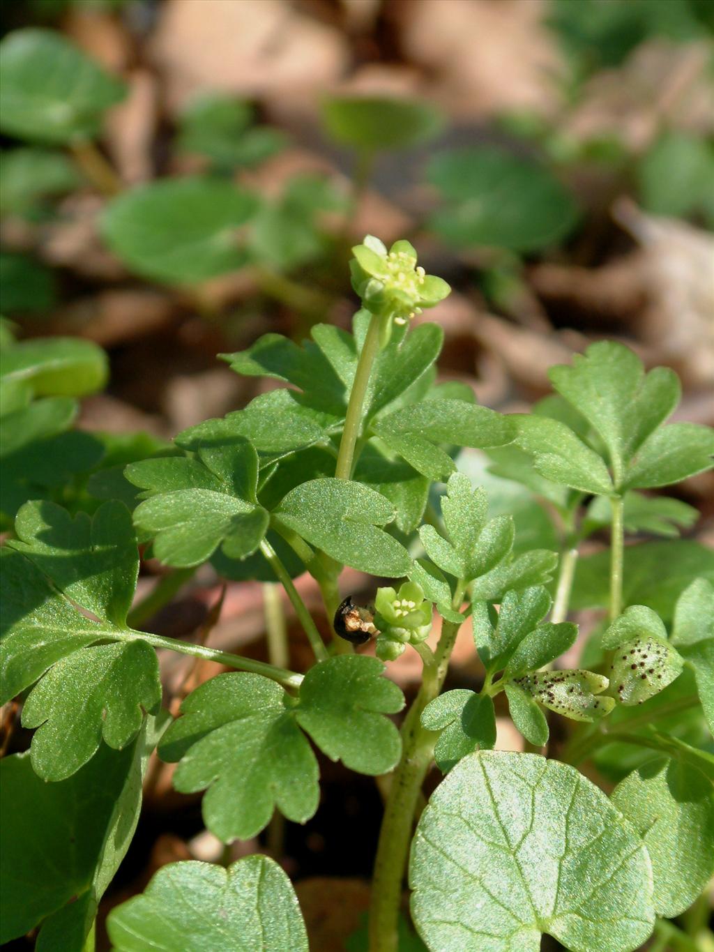 Adoxa moschatellina (door Adrie van Heerden)