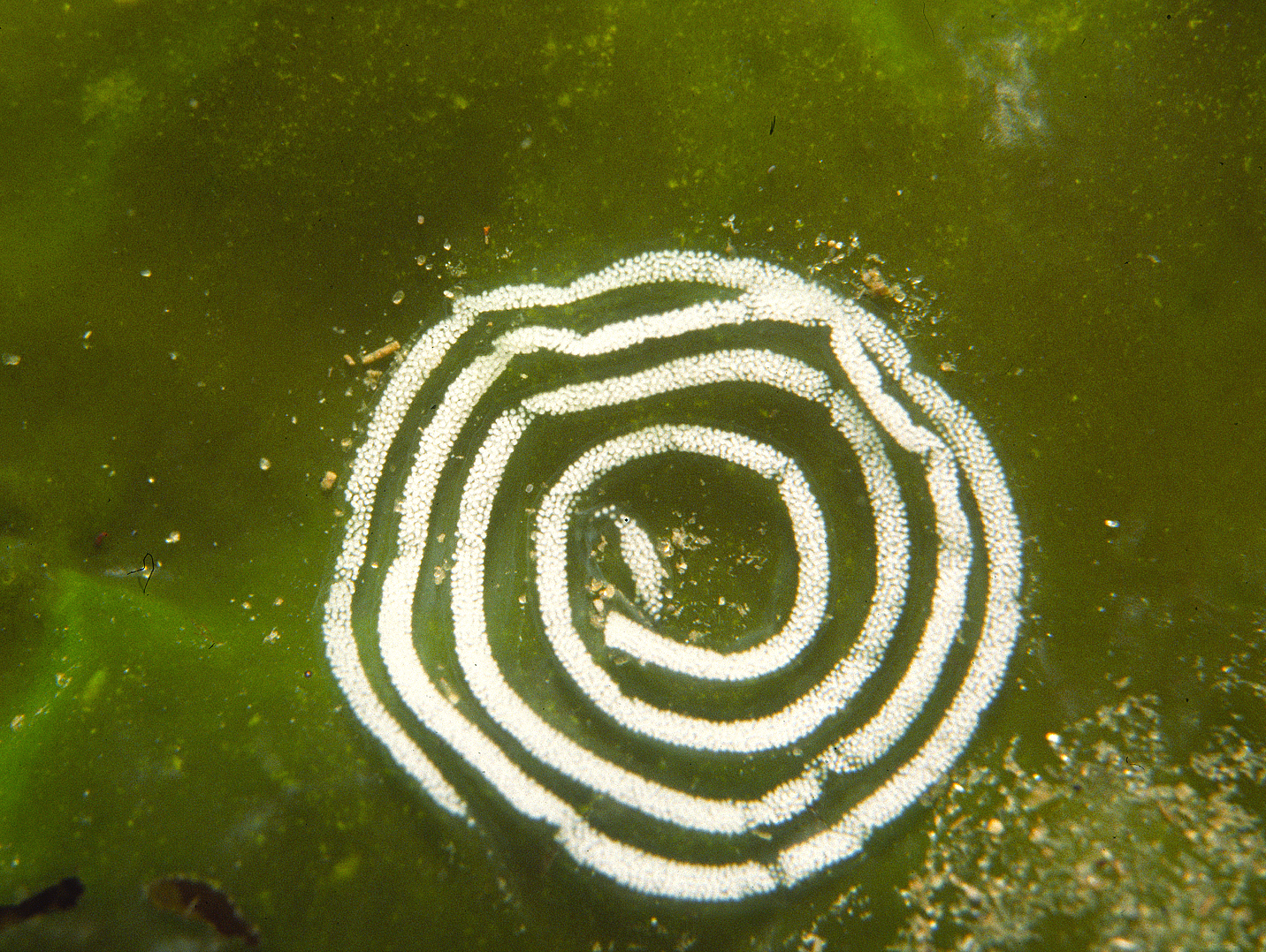 Aeolidiella glauca (door Marion Haarsma)