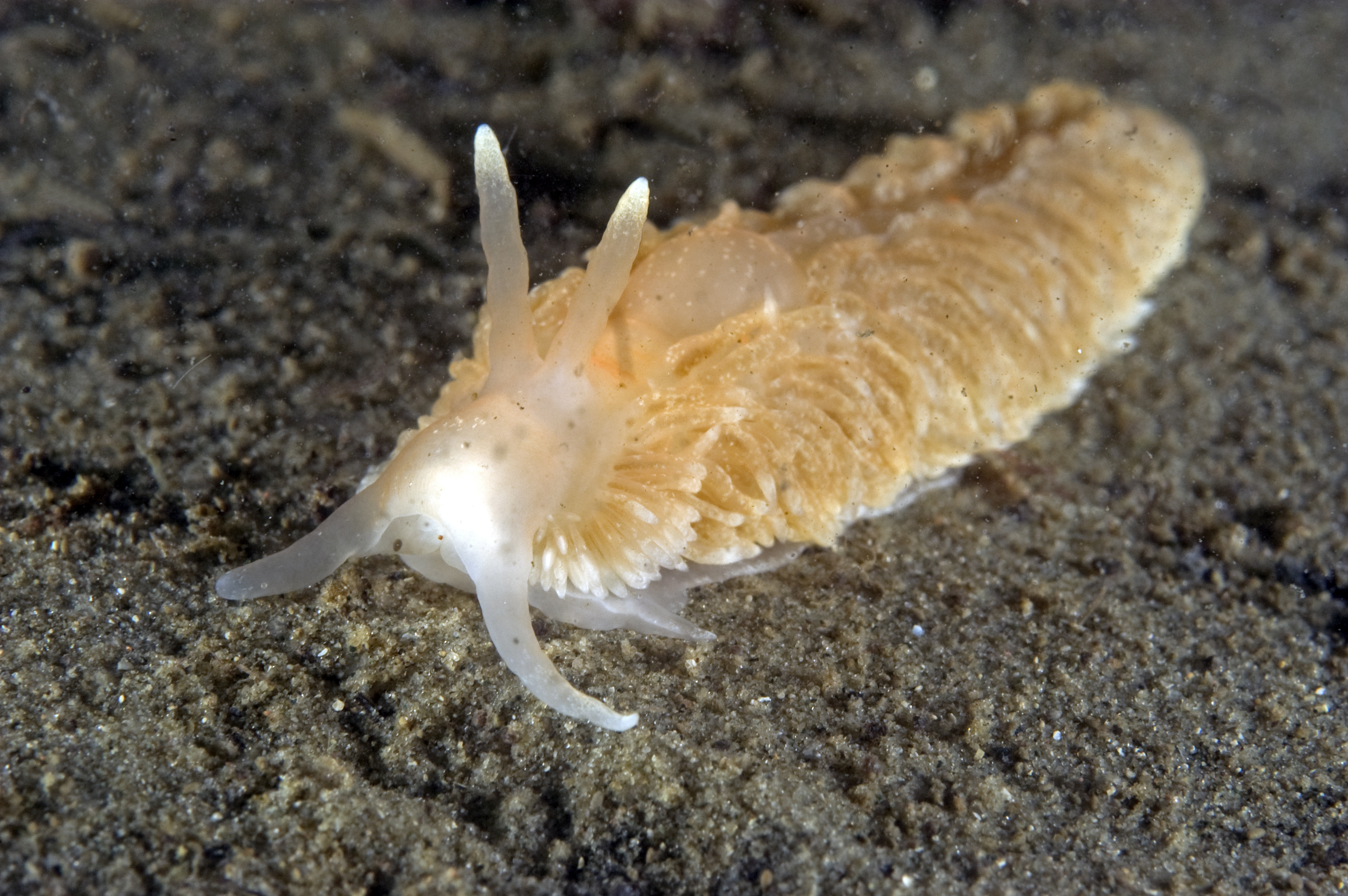 Aeolidiella glauca (door Marion Haarsma)