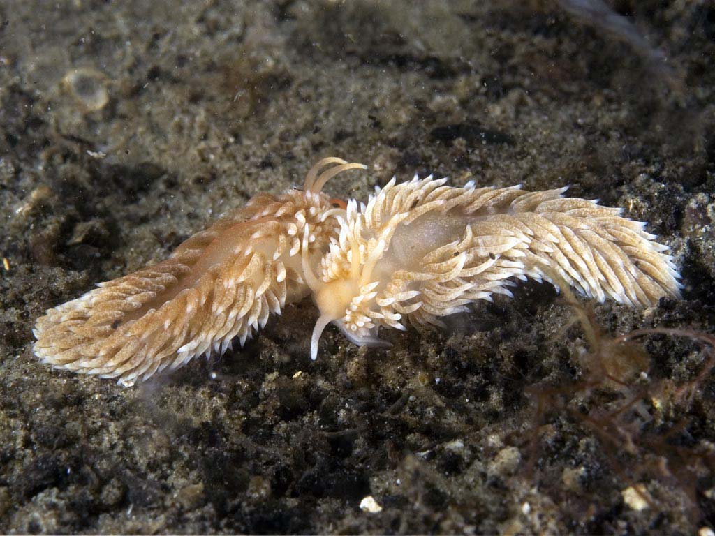 Aeolidiella glauca (door Marion Haarsma)