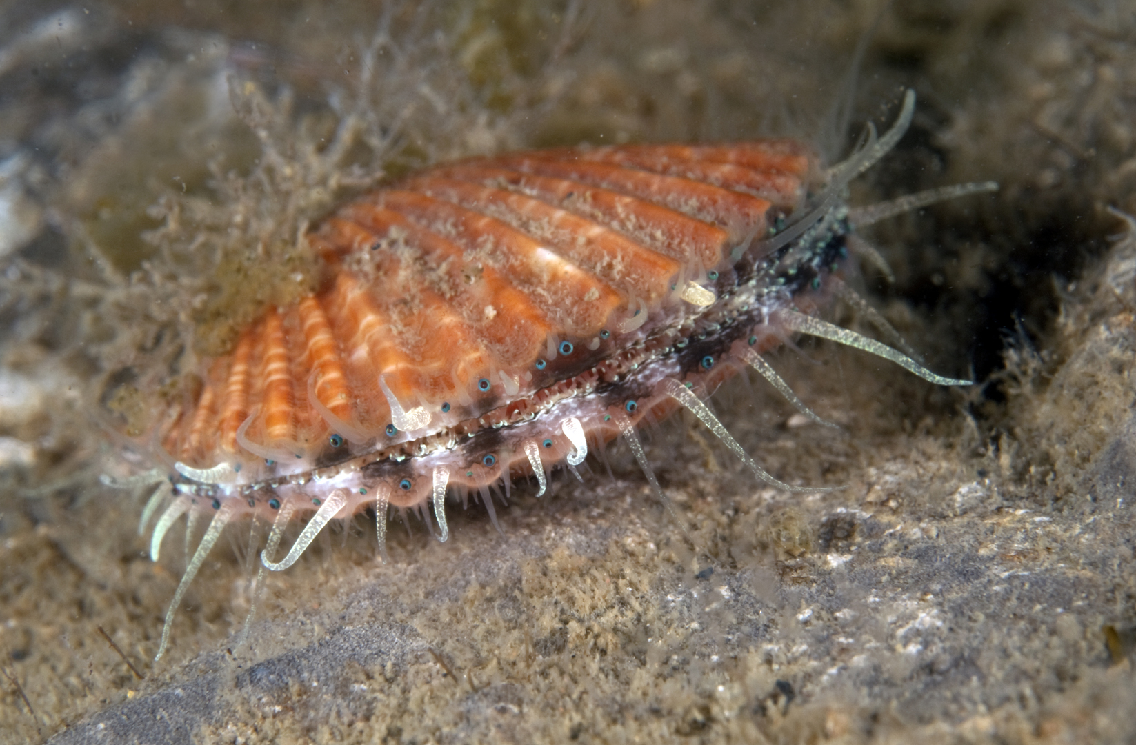 Aequipecten opercularis (door Marion Haarsma)