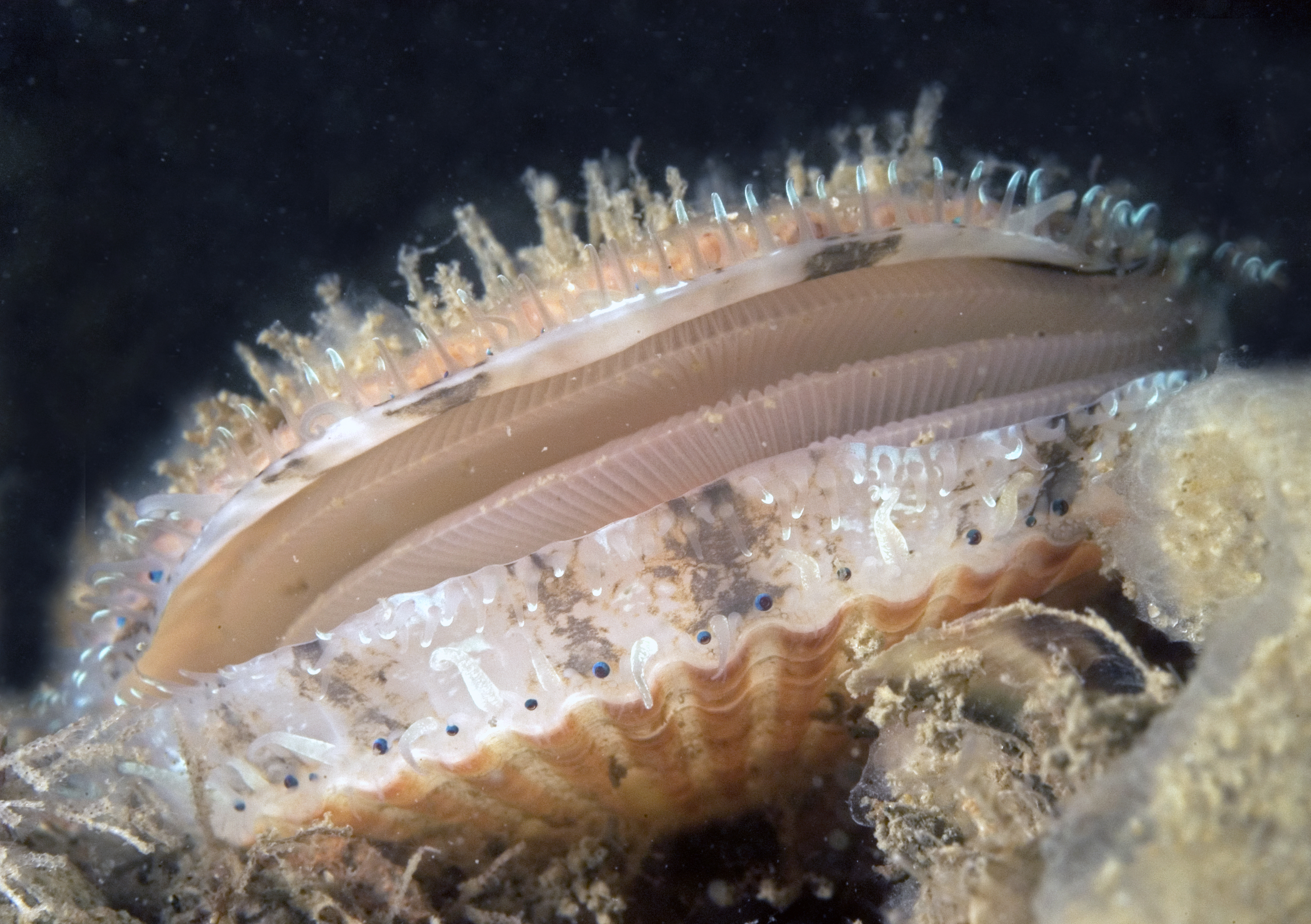 Aequipecten opercularis (door Marion Haarsma)