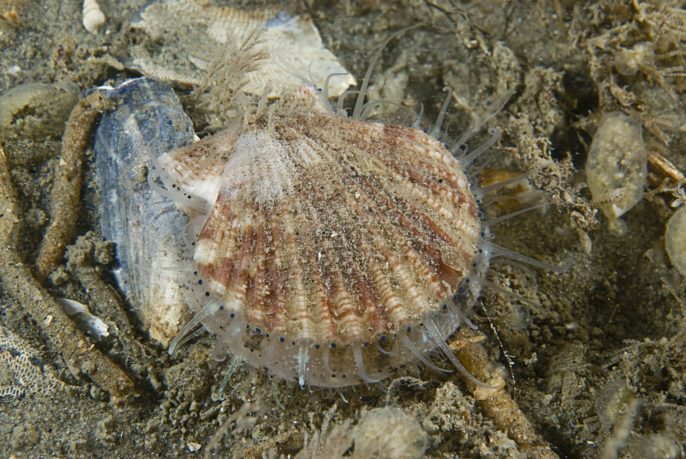 Aequipecten opercularis (door Adriaan Gmelig Meyling)