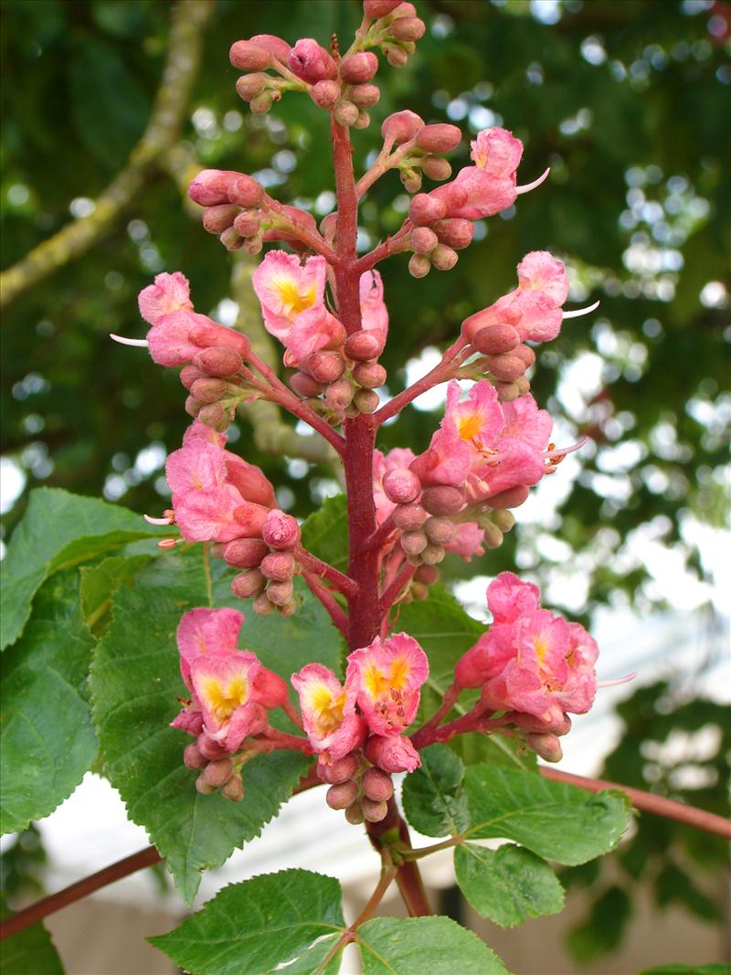 Aesculus x carnea (door Adrie van Heerden)