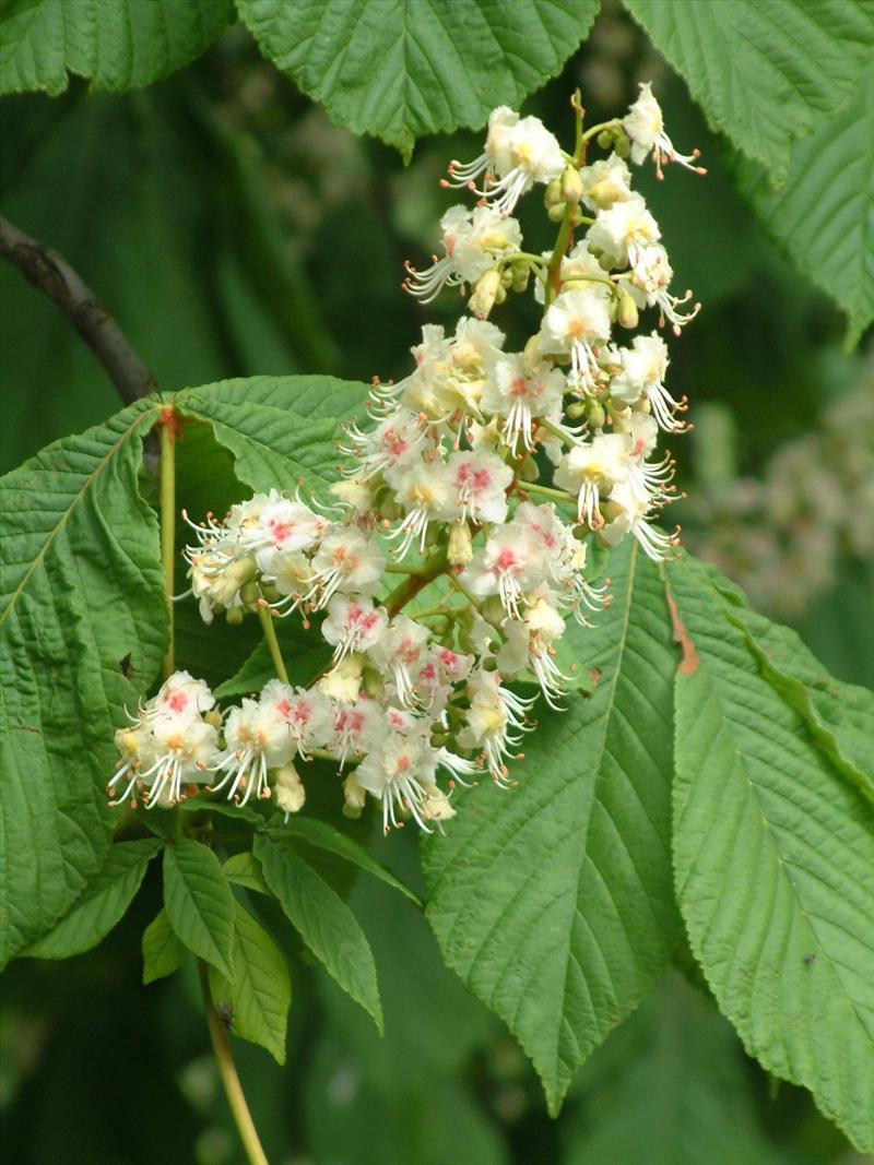 Aesculus hippocastanum (door Adrie van Heerden)