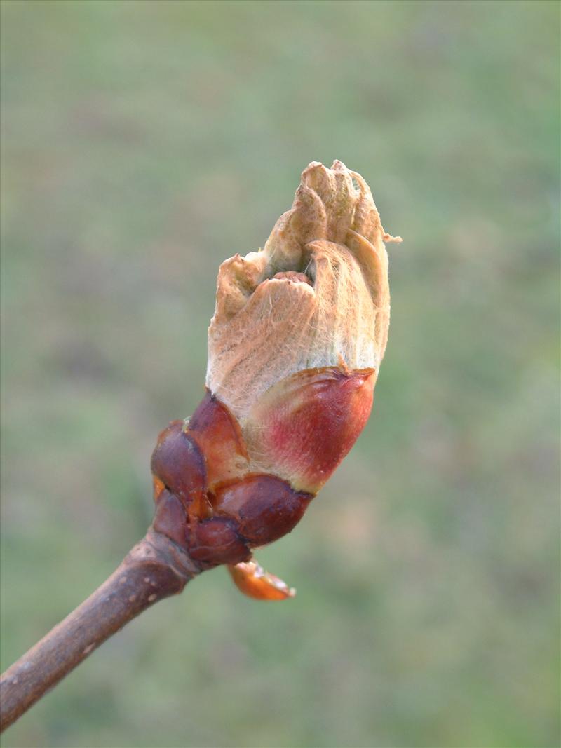 Aesculus hippocastanum (door Adrie van Heerden)