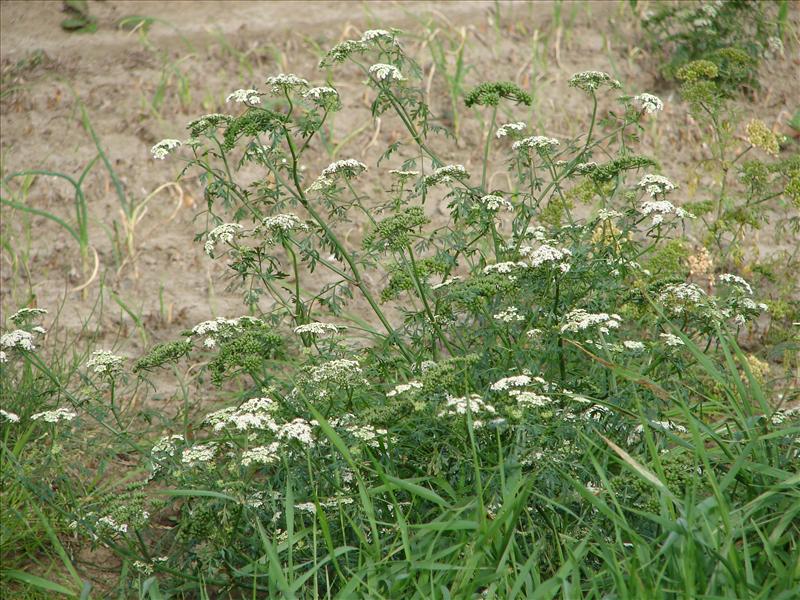 Aethusa cynapium (door Adrie van Heerden)