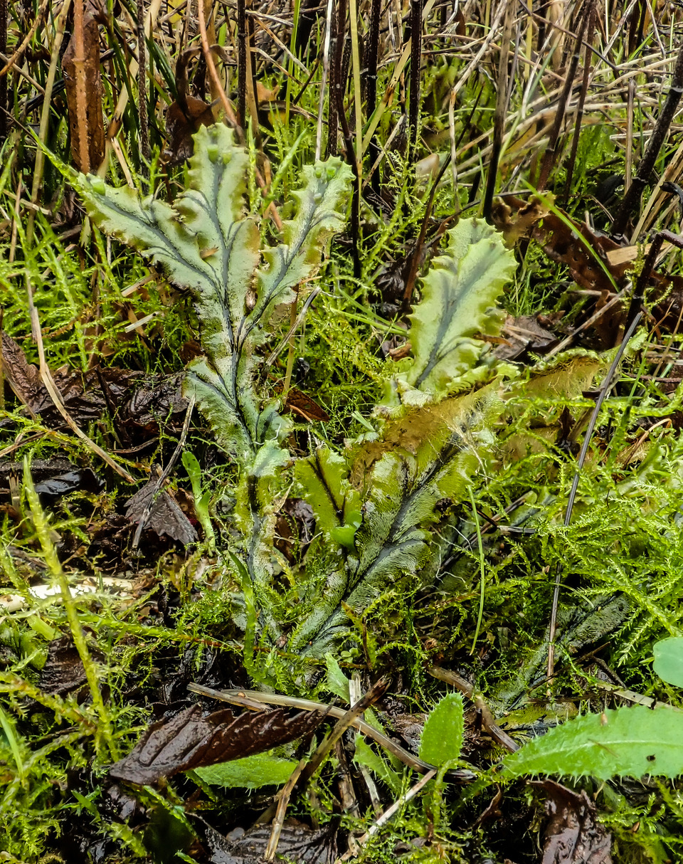 Marchantia polymorpha subsp. polymorpha (door Dick Haaksma)