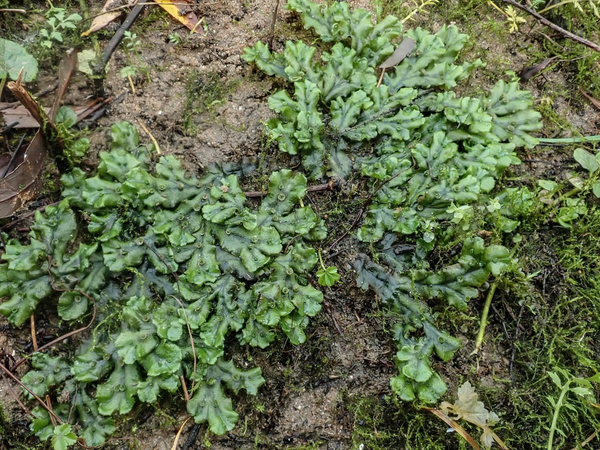 Marchantia polymorpha subsp. polymorpha (door Dick Haaksma)