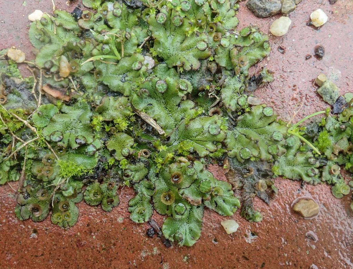 Marchantia polymorpha subsp. ruderalis (door Dick Haaksma)