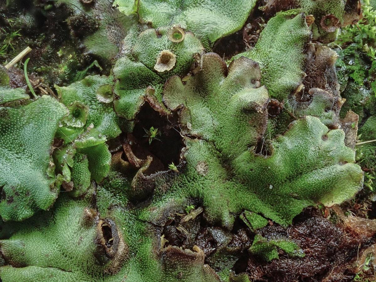 Marchantia polymorpha subsp. ruderalis (door Dick Haaksma)