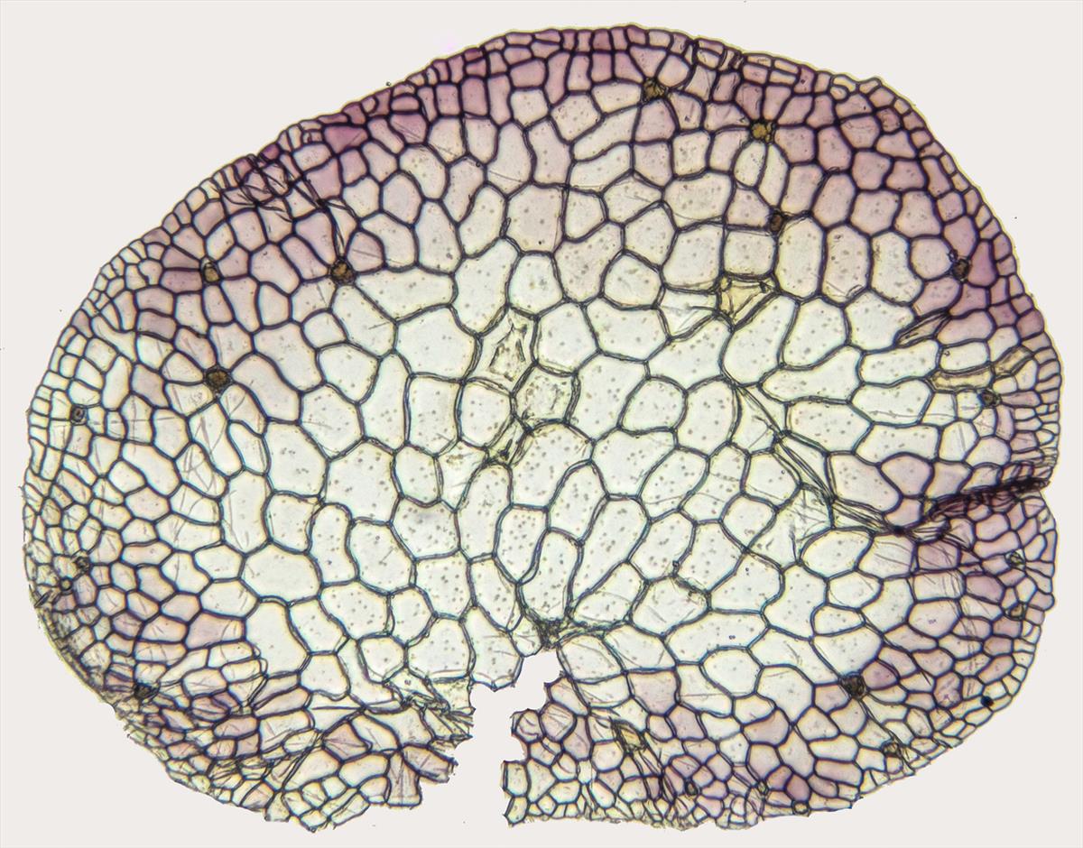 Marchantia polymorpha subsp. polymorpha (door Dick Haaksma)