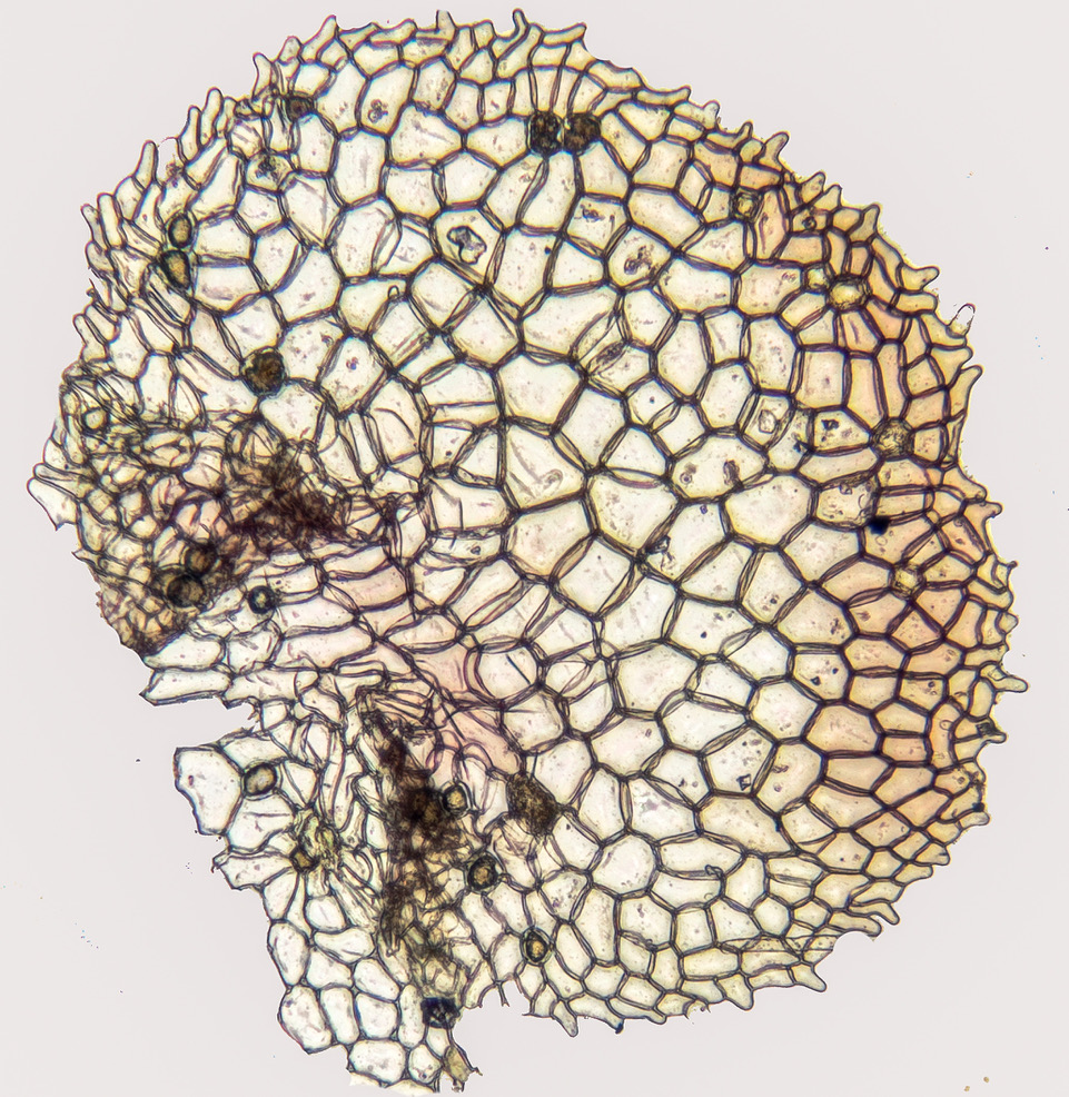 Marchantia polymorpha subsp. ruderalis (door Dick Haaksma)