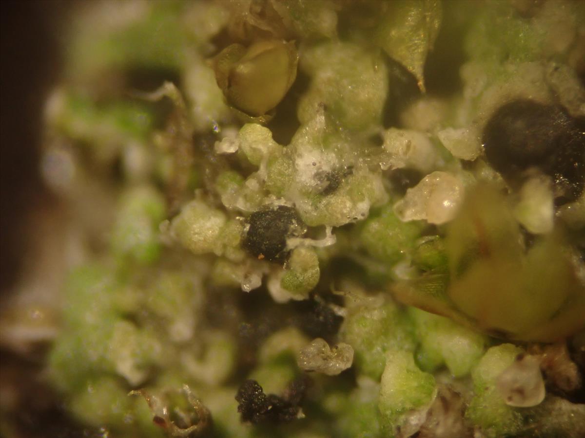 Thelenella muscorum (door Lukas Verboom)