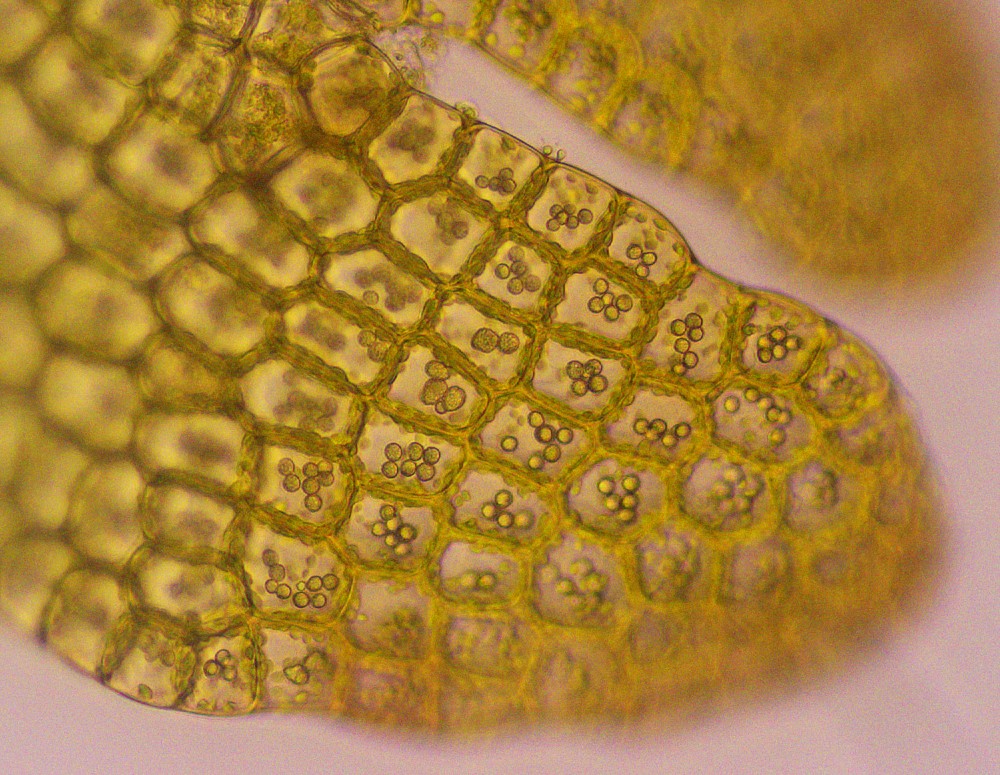 Cladopodiella fluitans (door Bjartur Swart)