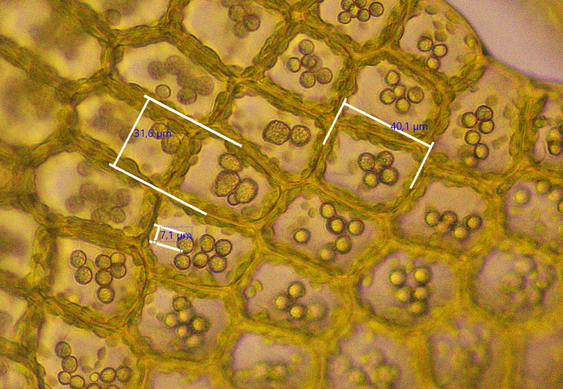 Cladopodiella fluitans (door Bjartur Swart)