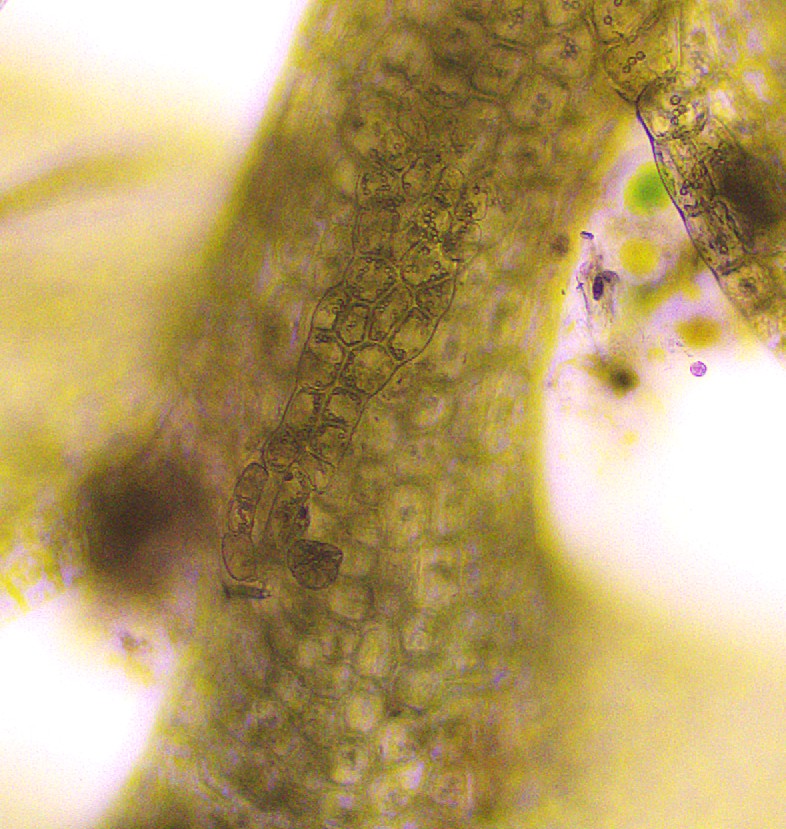 Cladopodiella fluitans (door Bjartur Swart)