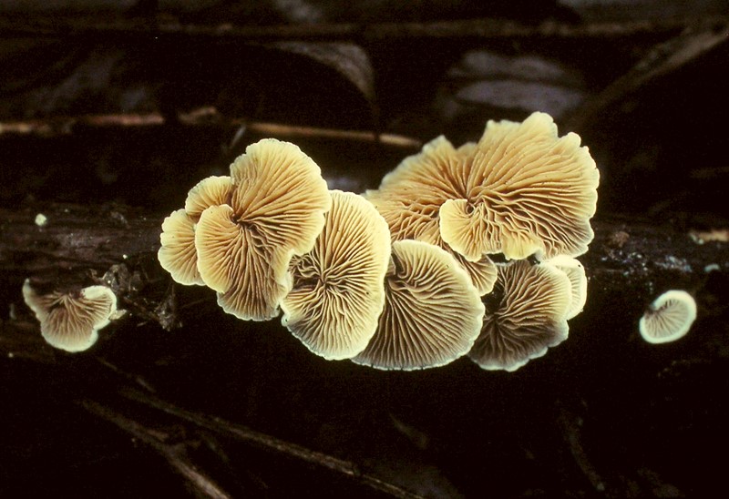 Crepidotus variabilis sl, incl. caspari, cesatii, subverrucisporus, versutus, villosus (door Aldert Gutter)