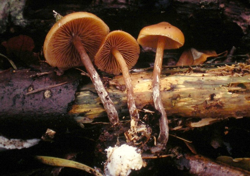 Galerina marginata (door Aldert Gutter)