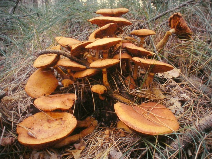 Gymnopilus junonius (door Aldert Gutter)