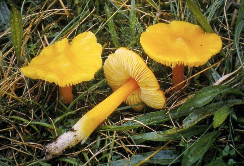 Hygrocybe acutoconica var. acutoconica (door Aldert Gutter)